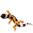 gul21.gif