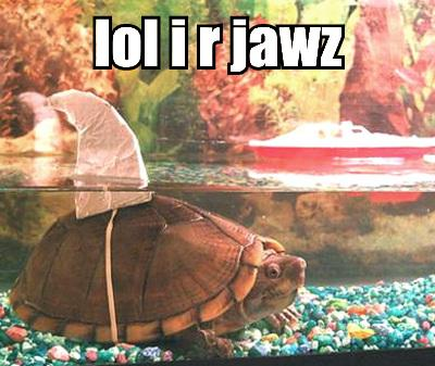 lol_turtle-12923.jpg